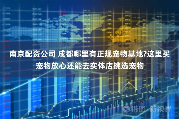 南京配资公司 成都哪里有正规宠物基地?这里买宠物放心还能去实体店挑选宠物